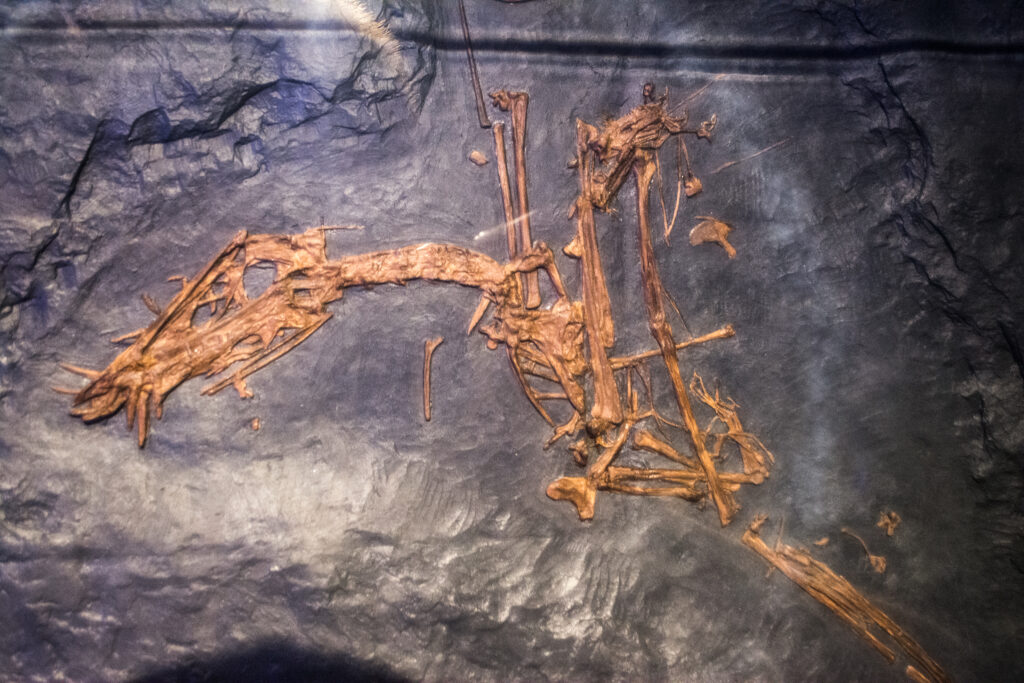 Fossilized dinosaur remains are embedded in a dark rock surface, showcasing skeletal bones and intricate details. The setting conveys a sense of ancient history.