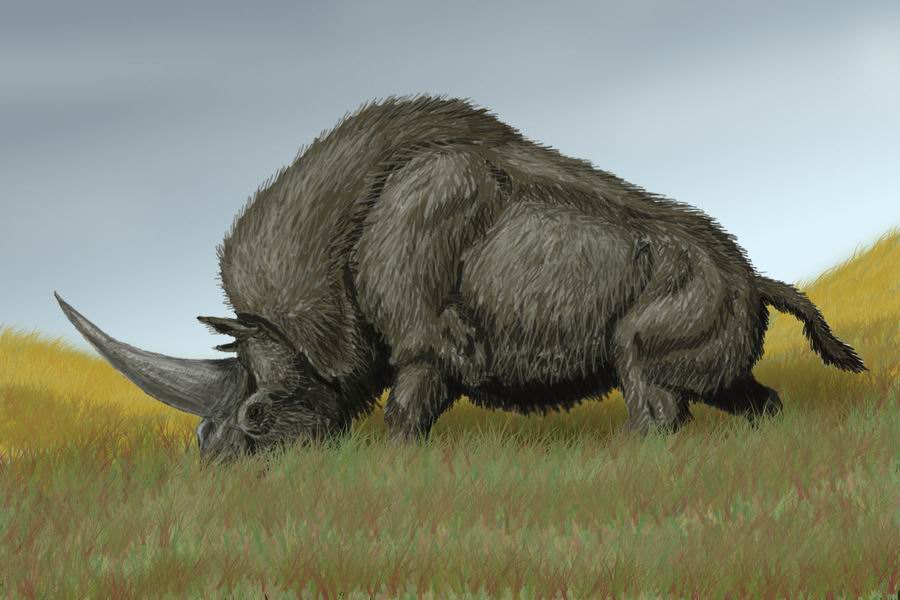 Elasmotherium The Siberian Unicorn