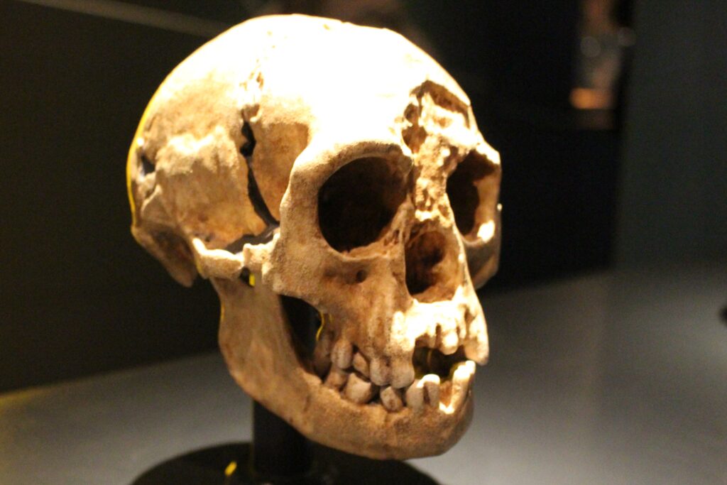 Close-up of an ancient hominid skull on display, highlighting detailed bone structure and teeth. The dim lighting adds a mysterious, historical feel.