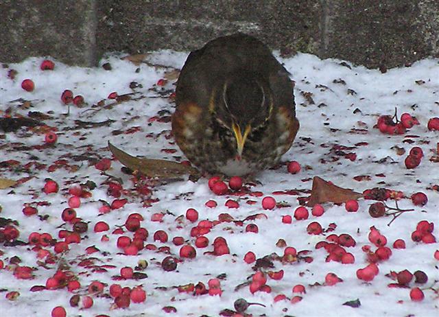 Feeding bird, Omagh Fuelling up in the sub-zero temperatures