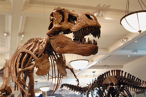 dinos