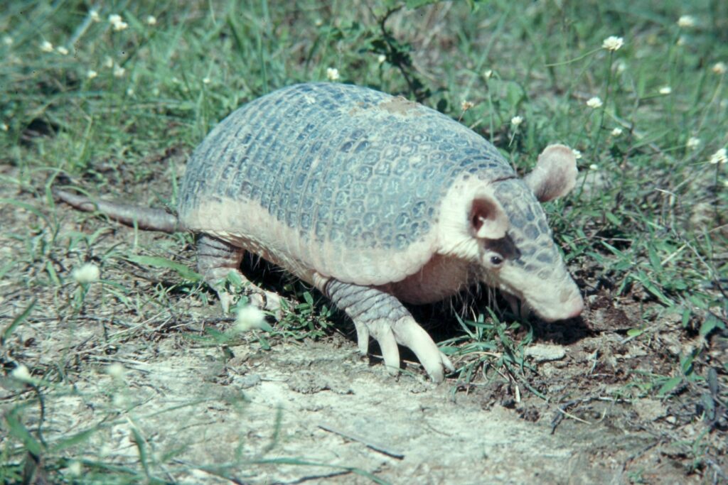 Armadillo with a patterned shell walks on grassy terrain with small white flowers, conveying a sense of curiosity in a natural habitat.