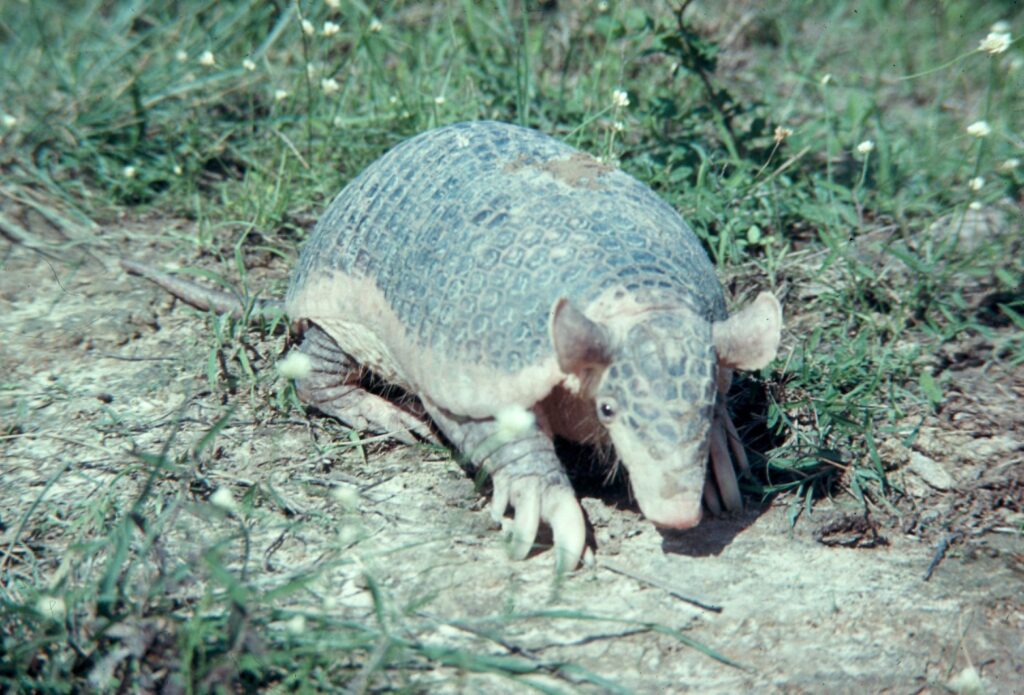 Armadillo with a textured shell walks on dry, grassy ground, its large claws visible. The setting is natural, conveying a sense of curiosity.
