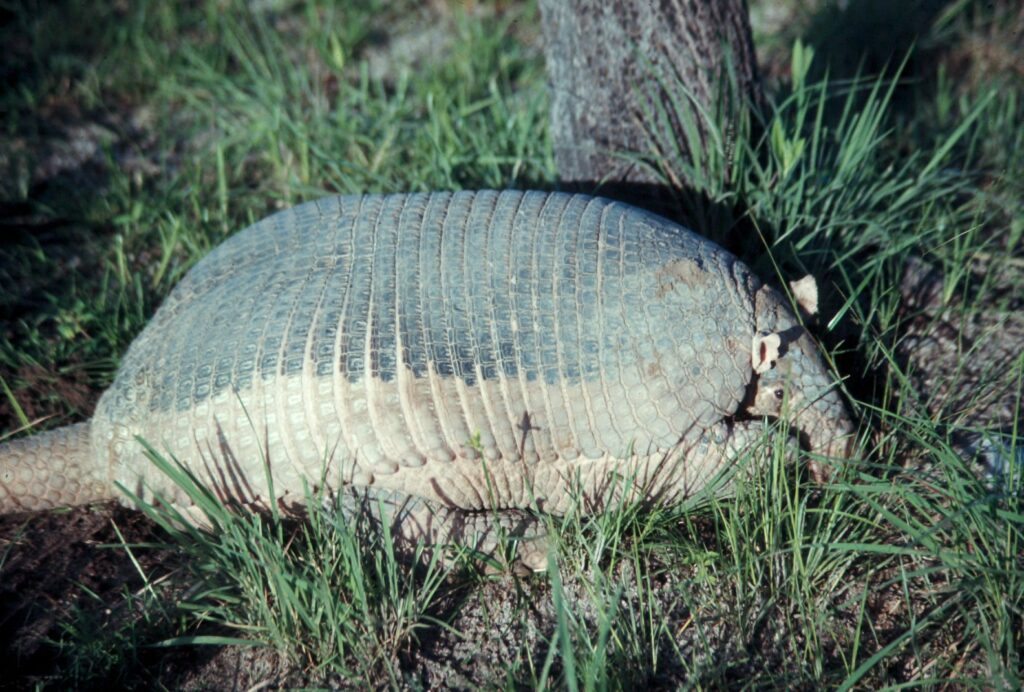 A large armadillo with a textured, armor-like shell lies on grass next to a tree trunk. The scene conveys a peaceful, natural setting.