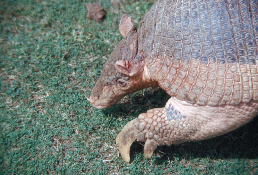 Close-up of an armadillo walking on grass, showcasing its textured, armored shell and large, curved claws. The image conveys a sense of natural curiosity.