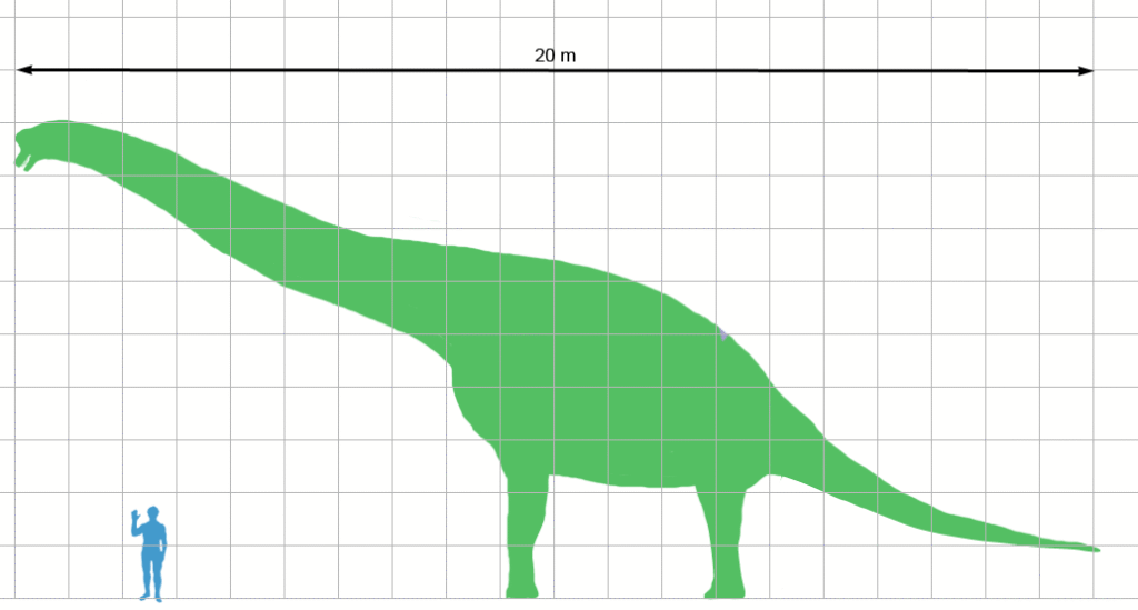Green sauropod dinosaur silhouette spans 20 meters on grid, dwarfing blue human figure standing beside it, highlighting size contrast.