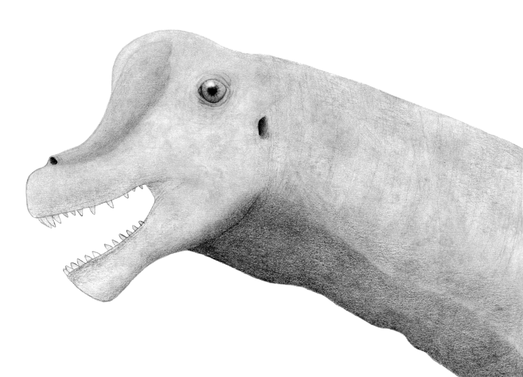 Black and white pencil drawing of a dinosaur's head with an open mouth and visible teeth. The dinosaur has a smooth texture and a large, round eye.