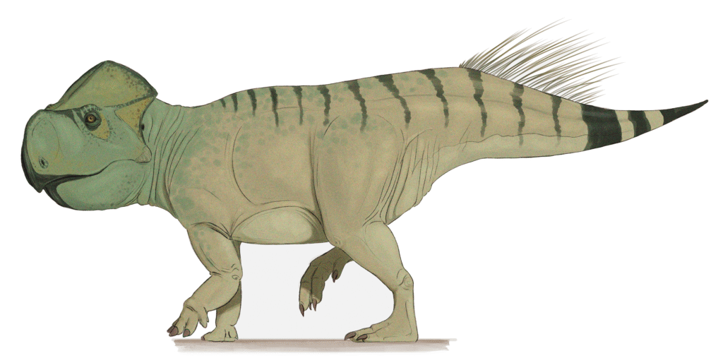 Illustration of a green, four-legged dinosaur with a beak-like face and striped back. It has a short tail with quills, walking on two toes.