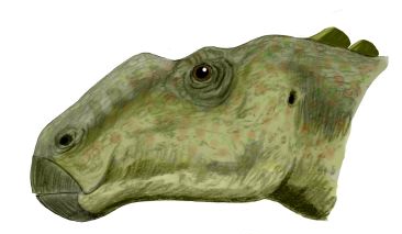 Illustration of an head showing textured green skin, a large eye, and a beak-like mouth, conveying a calm, prehistoric feel.