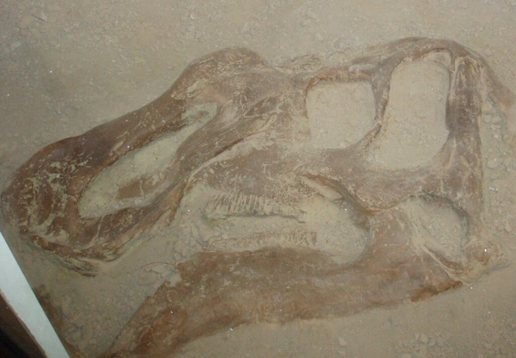 Fossilized dinosaur skull partially embedded in rocky ground, showcasing large eye sockets and jaw structure. Earthy tones convey an ancient, historical mood.