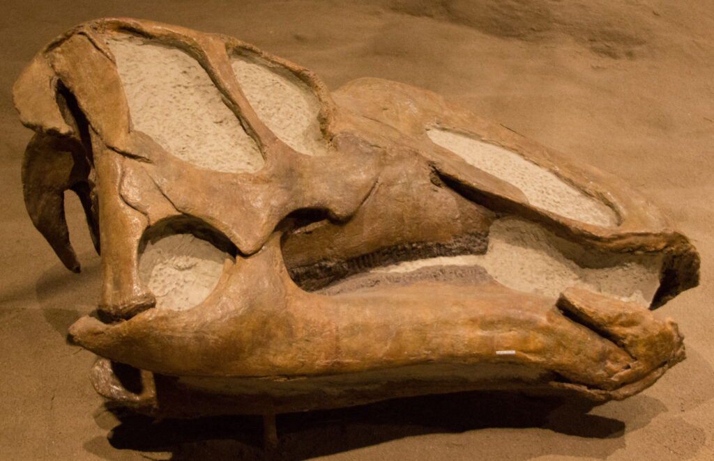 Close-up of a large dinosaur skull fossil on display, featuring prominent curved teeth and defined bone structure. The setting is a sandy museum exhibit.
