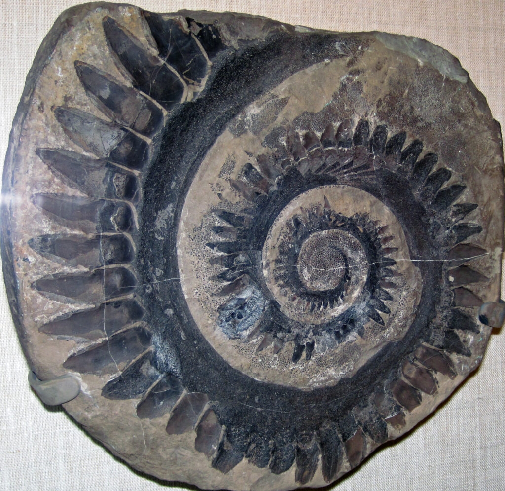 Fossil ammonite embedded in rock, showcasing a coiled spiral shape with dark, jagged ridges. The texture is rough, with earthy tones.