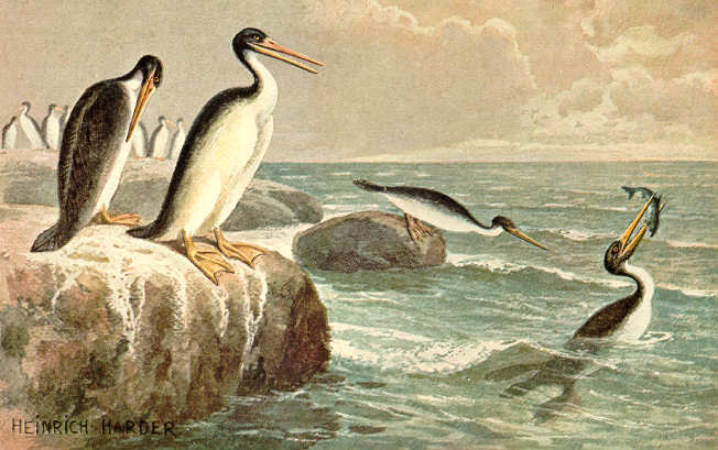 Hesperornis
