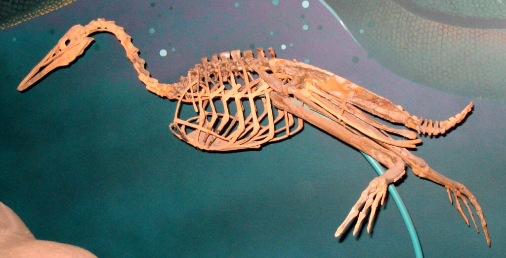Skeleton of a prehistoric bird-like dinosaur displayed against a teal background. Its elongated neck, ribcage, and tail create a dynamic, graceful silhouette.