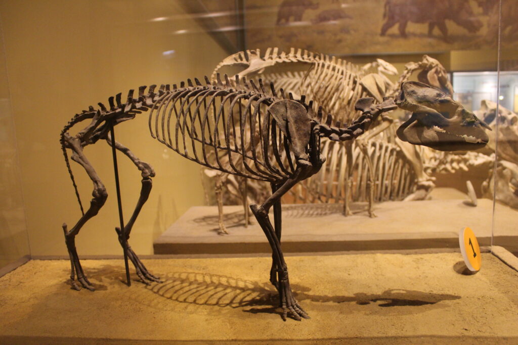 Skeleton of a prehistoric animal displayed in a museum exhibit. It features a long spine and large skull, surrounded by other fossilized bones.