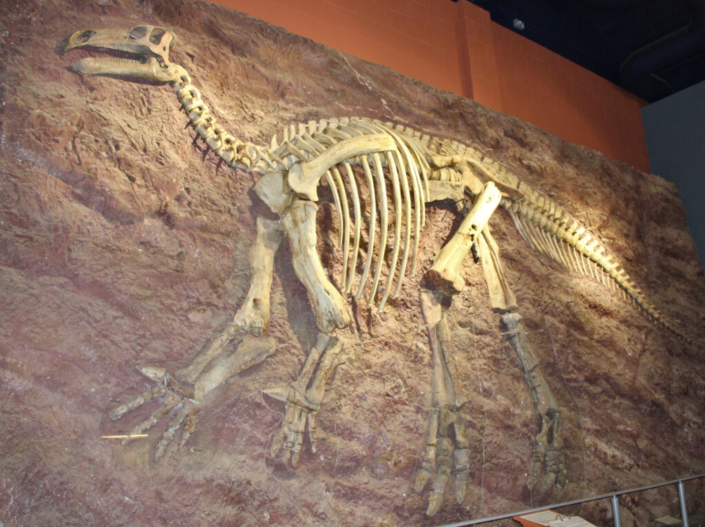 Dinosaur skeleton displayed on a textured rock wall at a museum. The large bones and long tail are prominently featured, evoking a sense of ancient history.