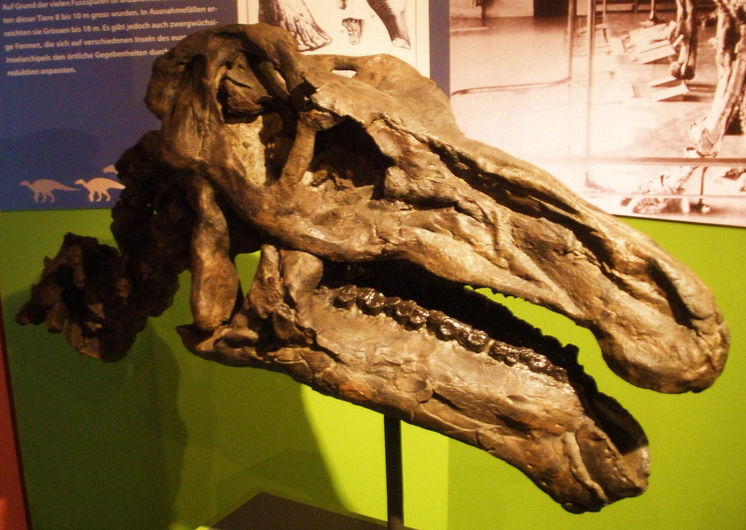 Close-up of a fossilized dinosaur skull on display against a green backdrop. The texture is rough and brown, evoking an ancient, mysterious tone.