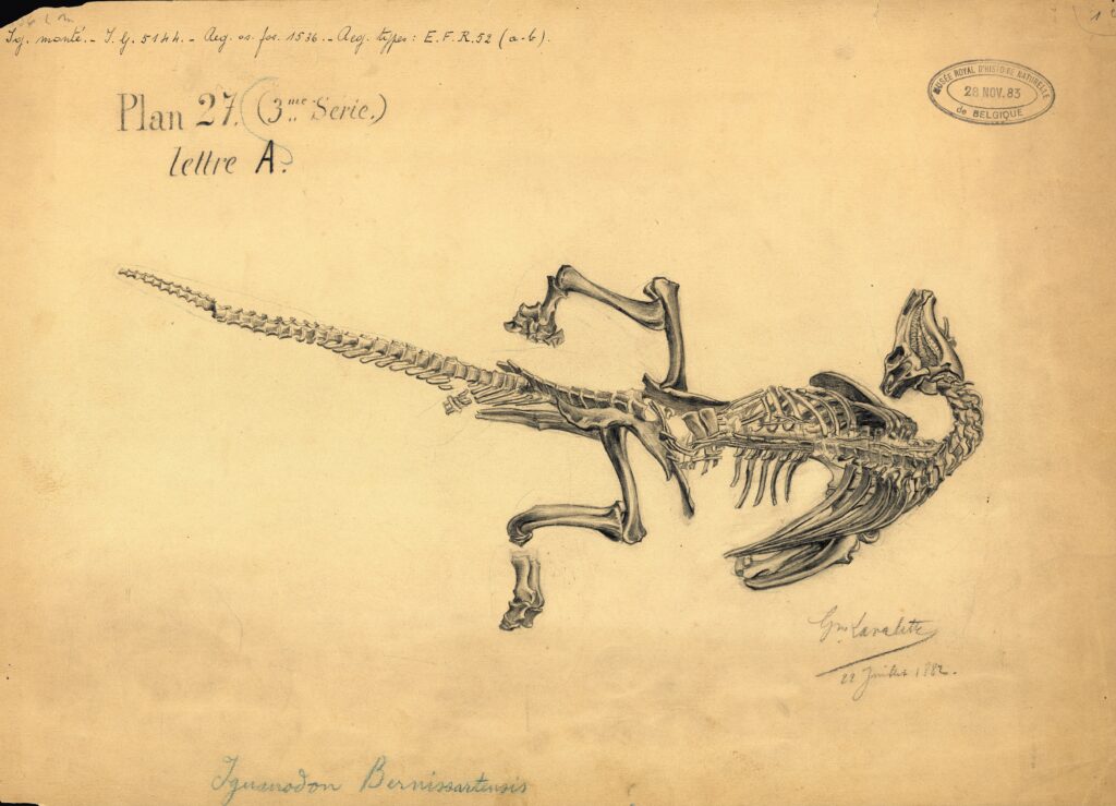 Drawing of Iguanodon bernissartensis bones