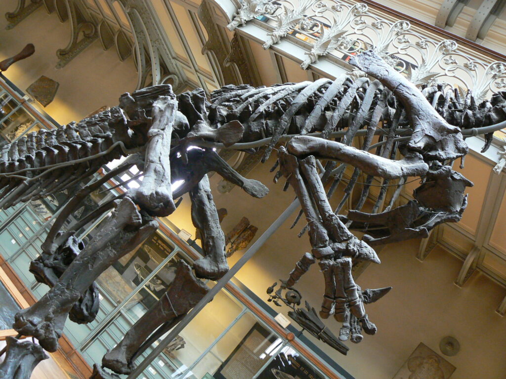 Dinosaurs skeleton on display in a museum, showcased against ornate railings and glass cases. The setting is educational and historic.