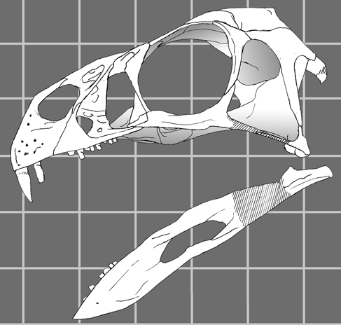 Illustration of a dinosaur skull and jaw in profile on a gray grid background, showcasing large eye sockets and sharp teeth, conveying a scientific tone.