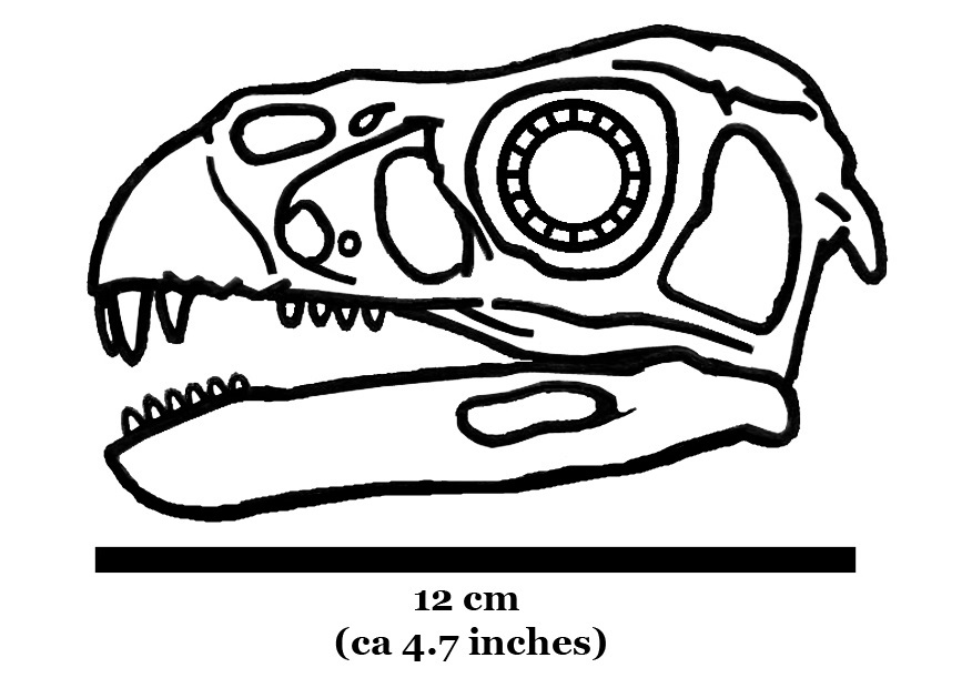 Line drawing of a dinosaur skull, viewed from the side. Notable features include large eye socket and sharp teeth. Scale bar indicates 12 cm (4.7 inches).