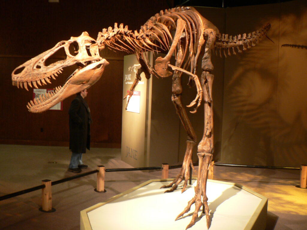 Tyrannosaur skeleton exhibit in a museum, showing a detailed, towering structure with sharp teeth. A person stands to the side, creating a sense of awe.