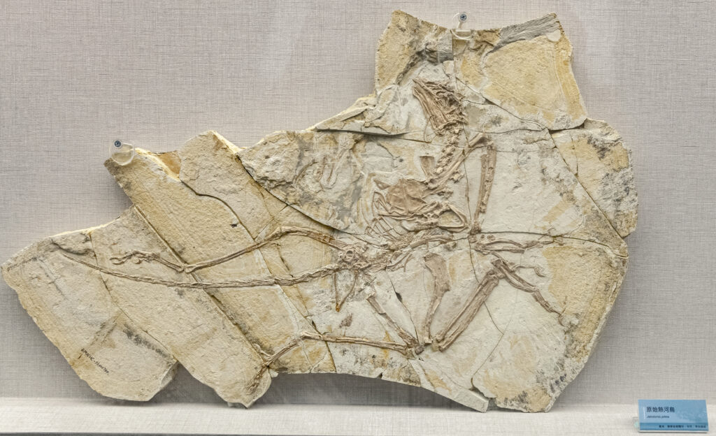 Fossil display of a bird-like dinosaur, encased in pale stone slabs with visible bones and wings extended, displayed on a textured beige surface.
