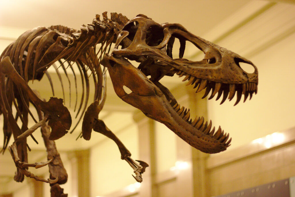 Skeleton of a Tyrannosaurus rex on display in a museum. Its open jaw and sharp teeth create an imposing presence, set against a soft-lit background.