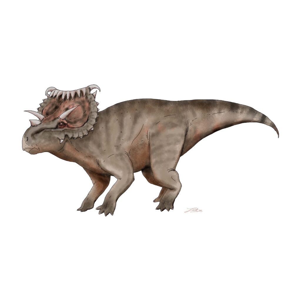 Illustration of a dinosaur with a textured, dark brown body, prominent three-horned frill, and strong legs, conveying a sense of strength and prehistoric majesty.
