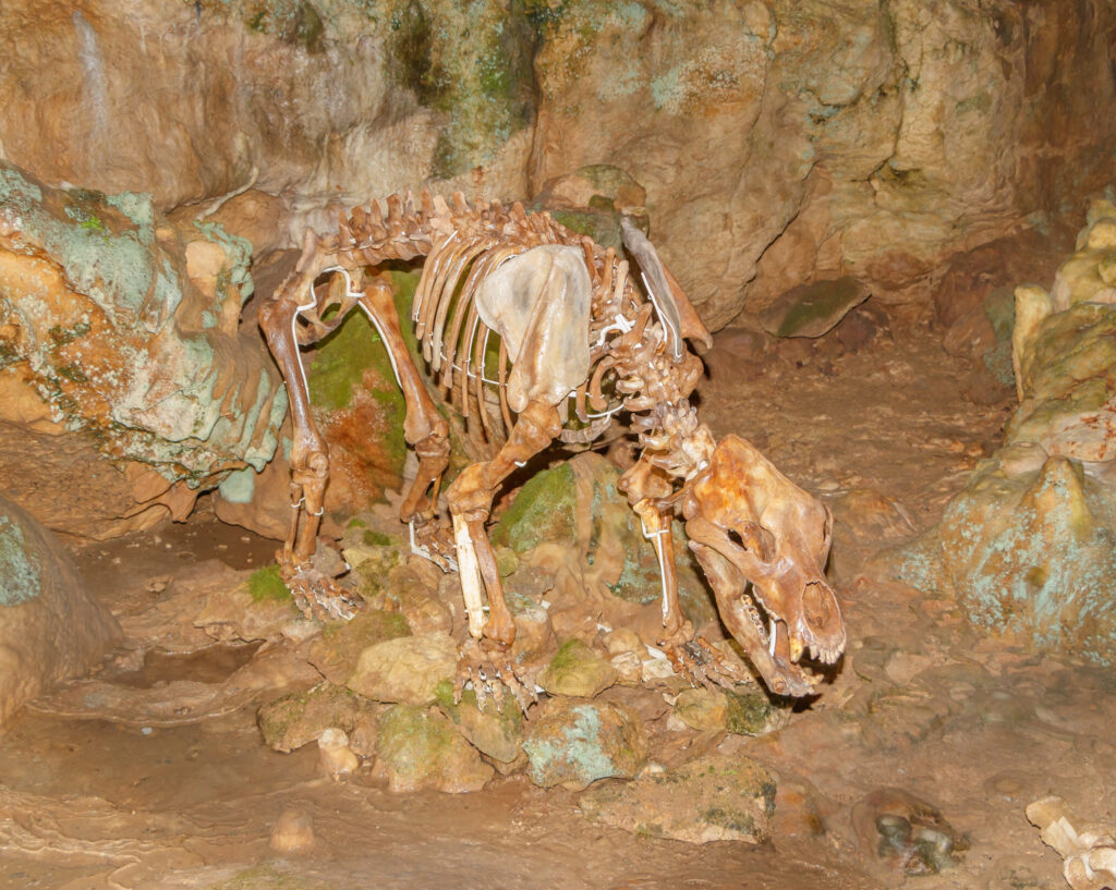 Skeleton of an extinct cave bear stands partially assembled in a dimly lit cave, surrounded by textured rocks and patches of green moss.