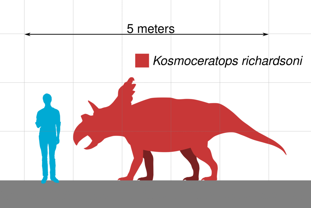 Silhouette comparison of a 5-meter-long dinosaur, Kosmoceratops richardsoni, shown larger than a human figure. Set on a gray base, color contrasts vividly.
