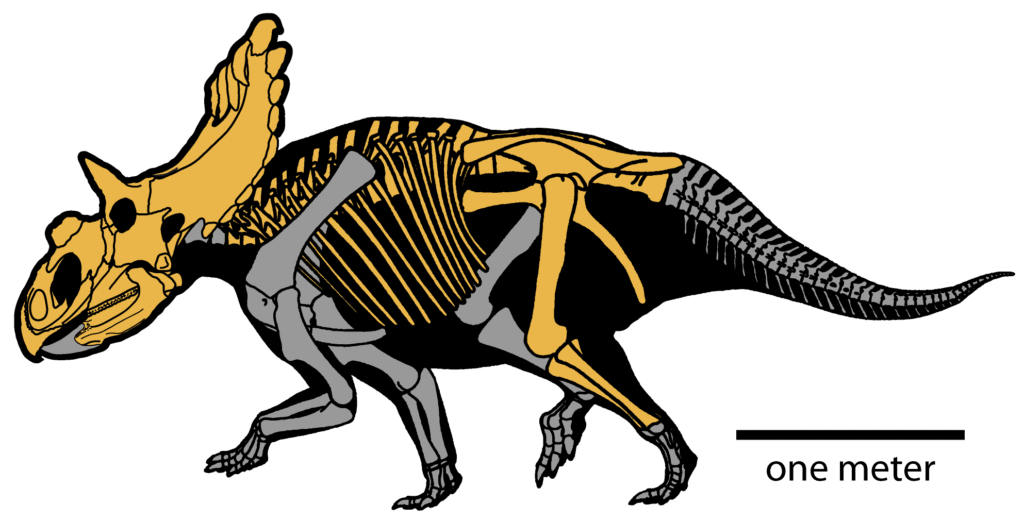 Illustration of a Kosmoceratops dinosaur skeleton, showing highlighted bones in yellow and gray, with a scale bar indicating one meter.