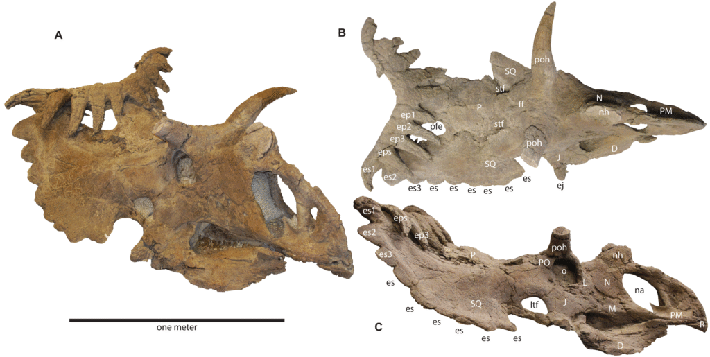 Three dinosaur skull fossils are shown, labeled A, B, and C. Each displays distinct horn and bone structures, highlighting their unique formations.