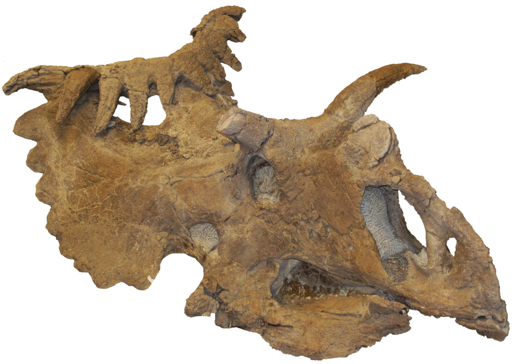 Close-up of a brown dinosaur skull fossil with prominent horns and frilled features. The texture is rough, conveying an ancient and prehistoric vibe.