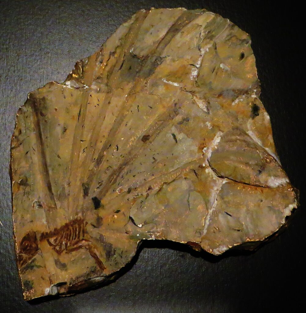 A fossil of a reptile shows a detailed, delicate skeleton on a textured stone slab. The stone reveals fine striations and earthy colors.