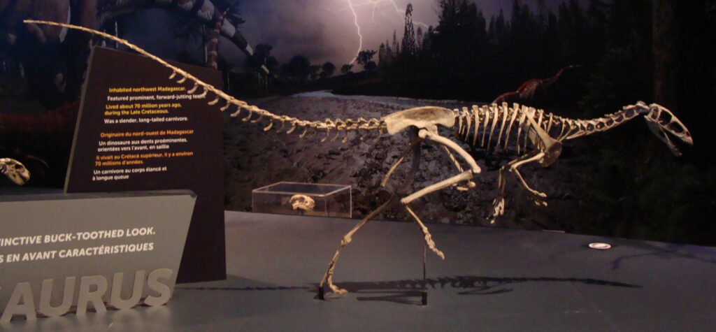 Skeleton of a slender, long-tailed dinosaur on display in a museum with a stormy forest backdrop. Informational text on the left provides context.