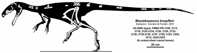 Silhouette of Masiakasaurus knopfleri overlayed with recovered fossils, showing a theropod dinosaur with a long tail and distinct skull, labeled with scale.