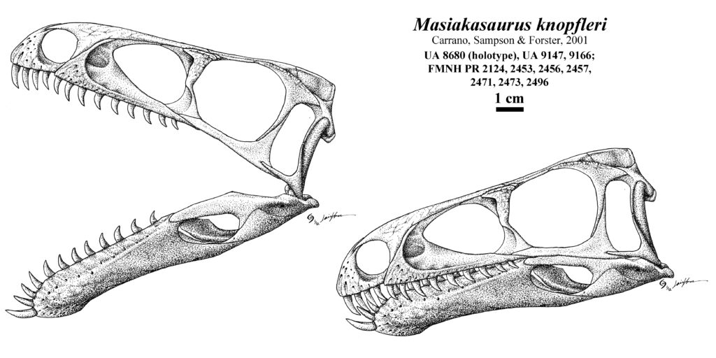 Black and white illustration of two Masiakasaurus skulls from different angles. The skulls show sharp teeth and large eye sockets. Text details measurement scale, 1 cm.