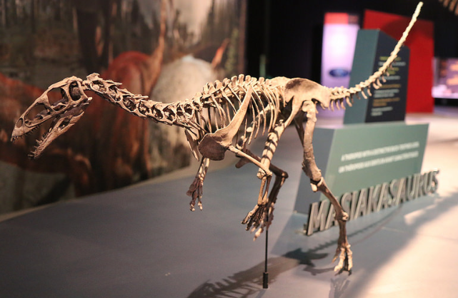 Dinosaur skeleton exhibit of a Masikasaurus, displayed in a museum. The intricate bones stand prominently, evoking curiosity and ancient history.