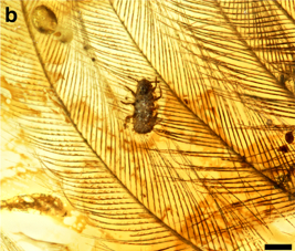 Enlargement of the insect crawling on the feather