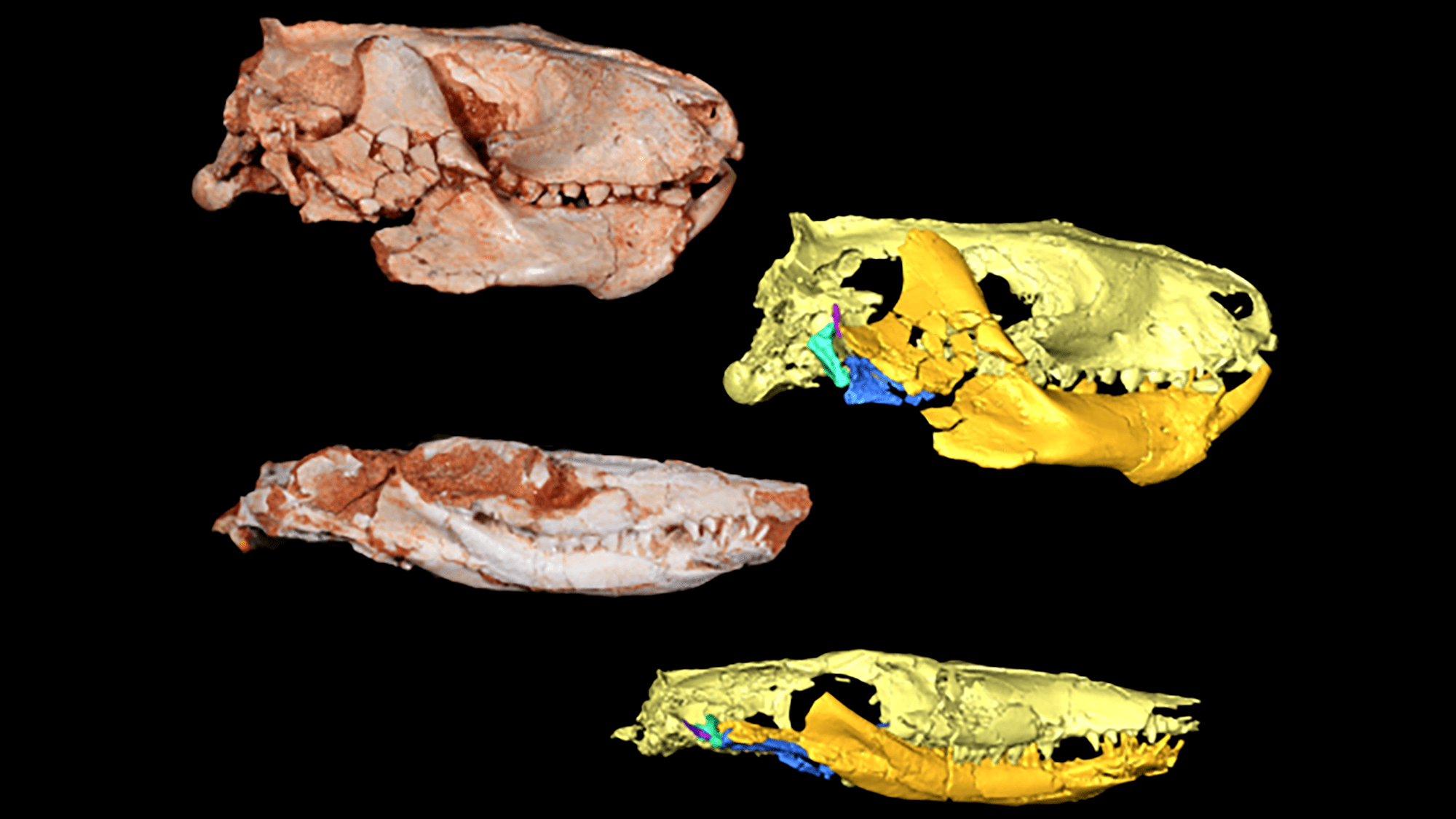 Micro-CT scanning of fossile