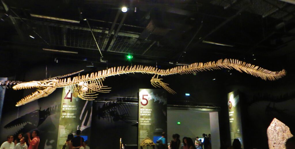 Skeleton of a long, ancient marine reptile suspended from a museum ceiling. Visitors below observe informational panels, creating a curious atmosphere.