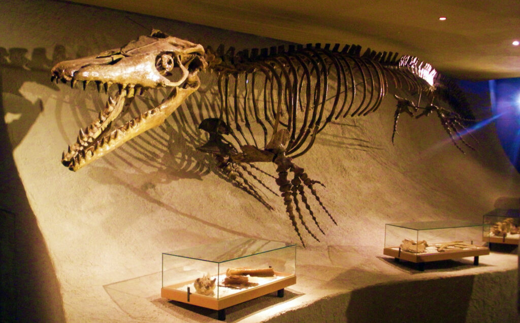 A fossilized skeleton of a large marine creature with sharp teeth is mounted on a museum wall. Display cases with smaller fossils are below, under warm lighting.