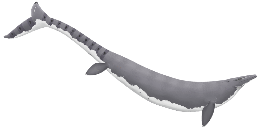 Illustration of a prehistoric marine reptile with a long, streamlined gray body, striped tail, and white underbelly, swimming gracefully with two flippers.