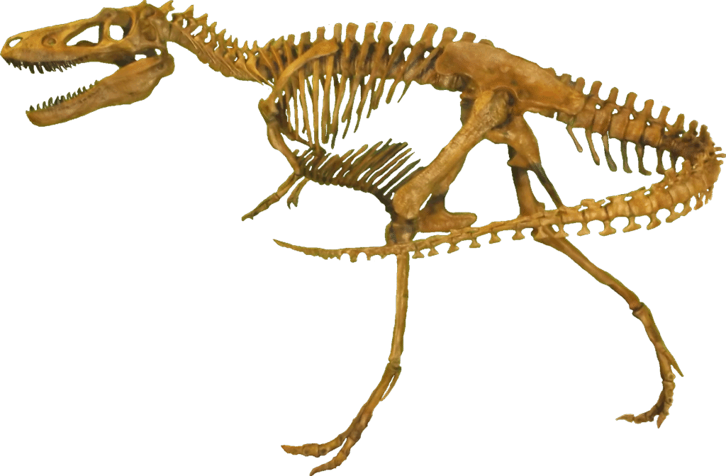 Skeleton of a theropod dinosaur in a running pose. The fossil, with a long tail and sharp teeth, conveys a sense of movement and dynamism.