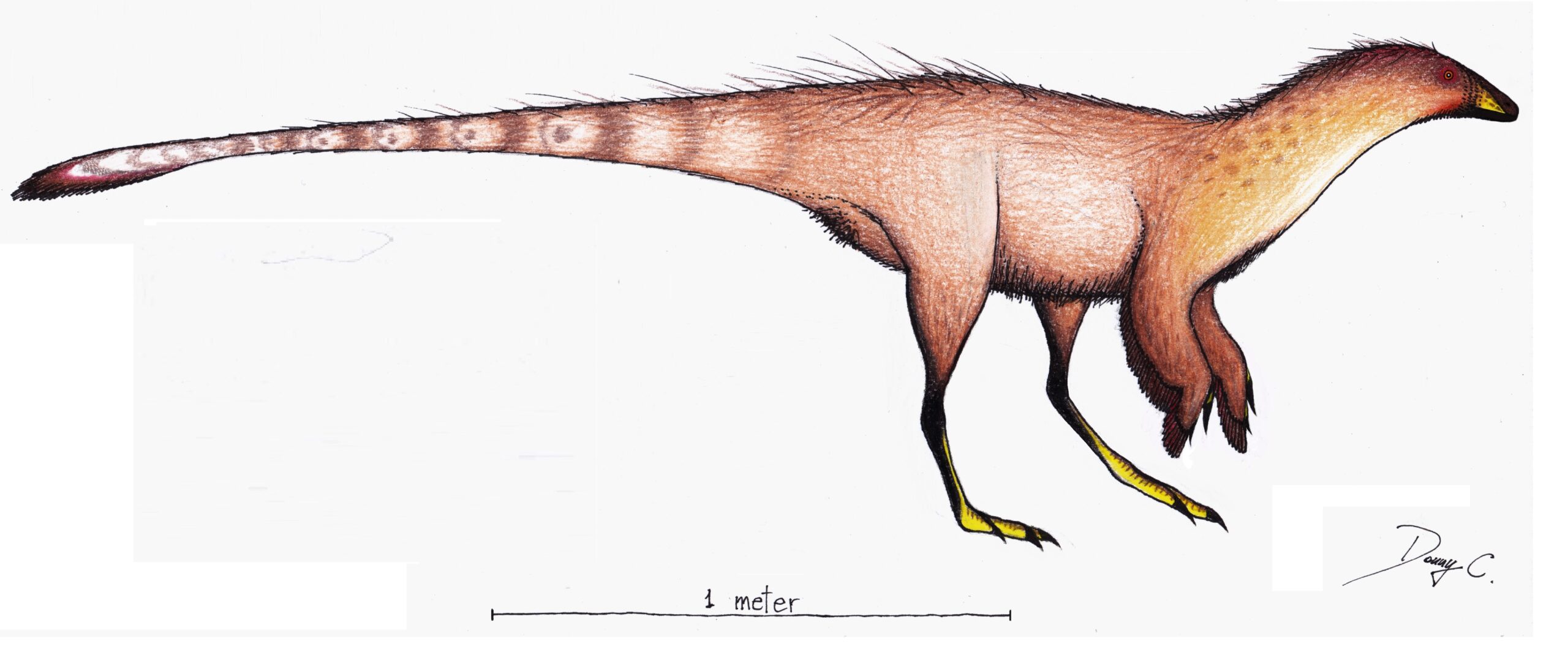Illustration of a small dinosaur with a long, slender tail and bird-like legs. It has brown feathers and a pointed beak. A scale bar shows size.