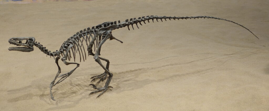 Dinosaur skeleton on display against a beige sand background. The skeleton is crouched, showcasing its long tail, ribcage, and sharp jaw.