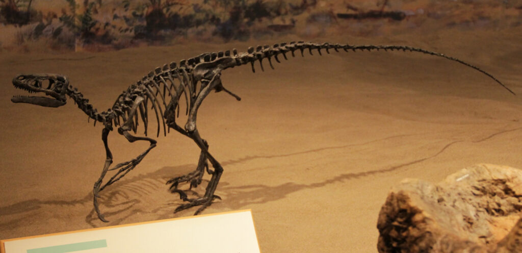 Dinosaur skeleton displayed in a museum, set against a sandy background. The bones are arranged in a walking pose, evoking a sense of ancient history.