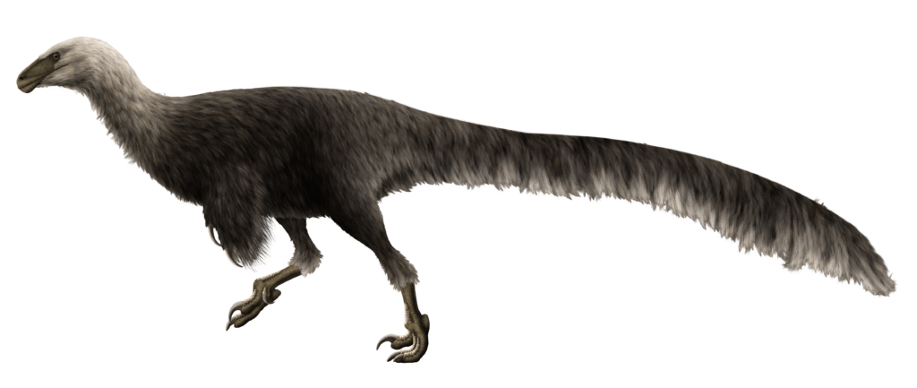 Illustration of a feathered dinosaur with a long tail, gray-and-black plumage, and sharp claws, evoking a sense of ancient wilderness and agility.