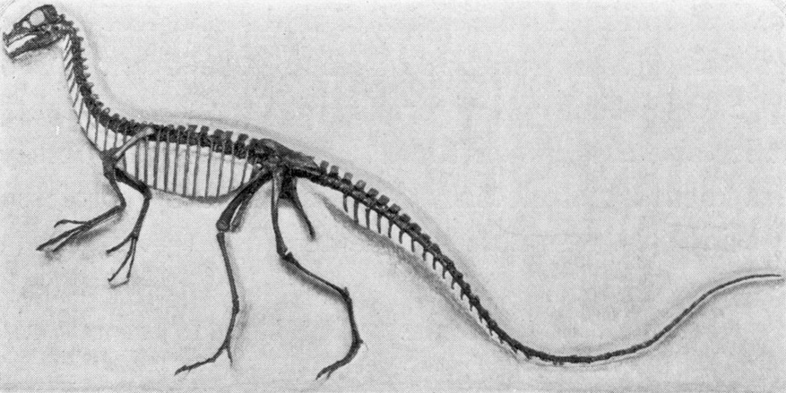 Black and white sketch of a dinosaur skeleton with a long tail and slender legs, showing detailed ribcage, evoking a sense of ancient history.